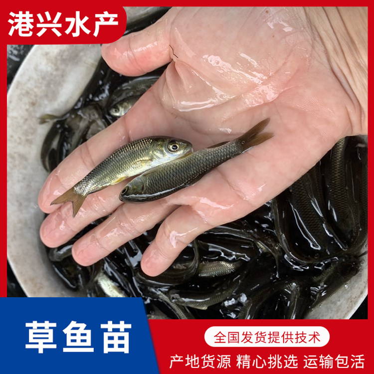 淡水草鱼苗