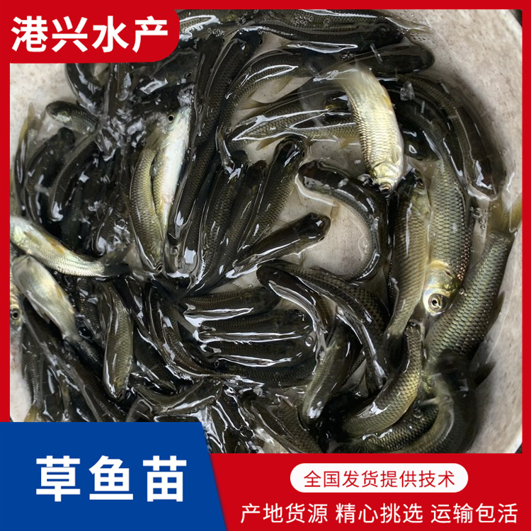 鲩鱼苗批发价格