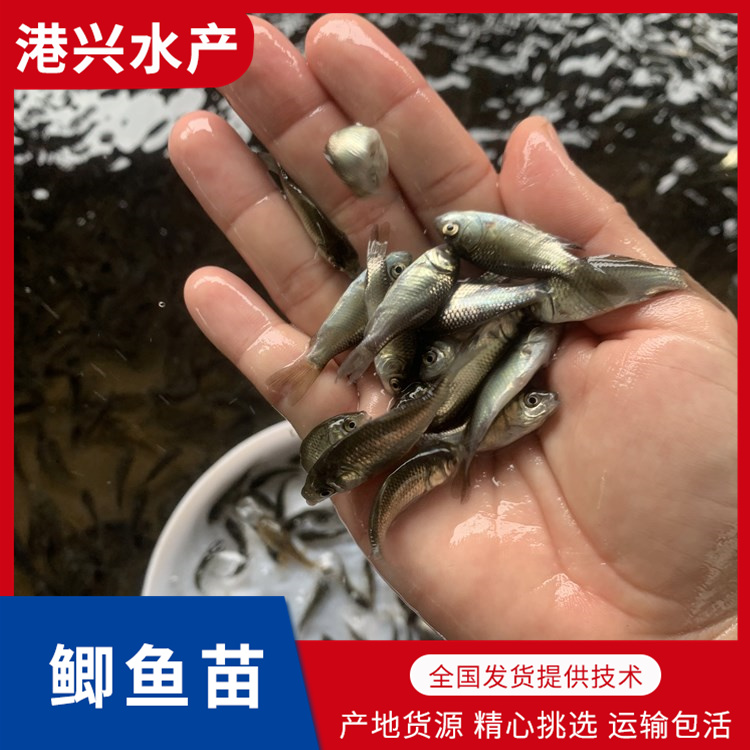 阳江鲫鱼苗养殖基地_淡水鱼苗养殖厂家