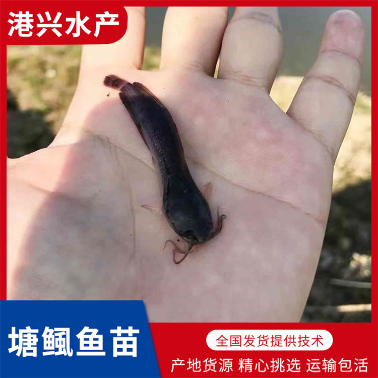 攀枝花塘鲺鱼苗批发