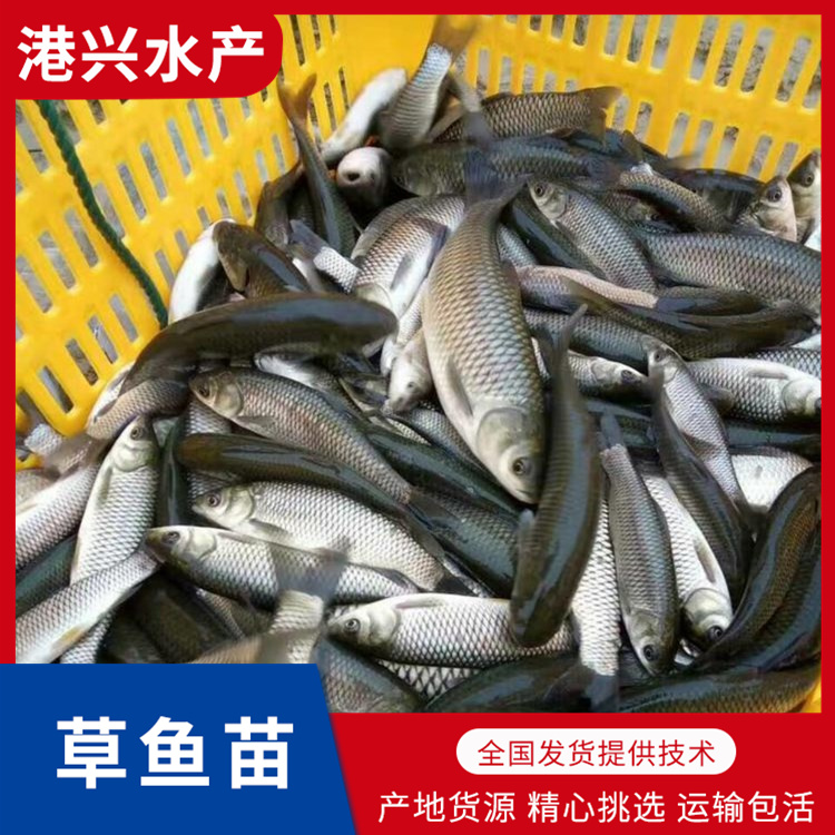 成都草魚苗養殖方法_淡水魚苗養殖廠家