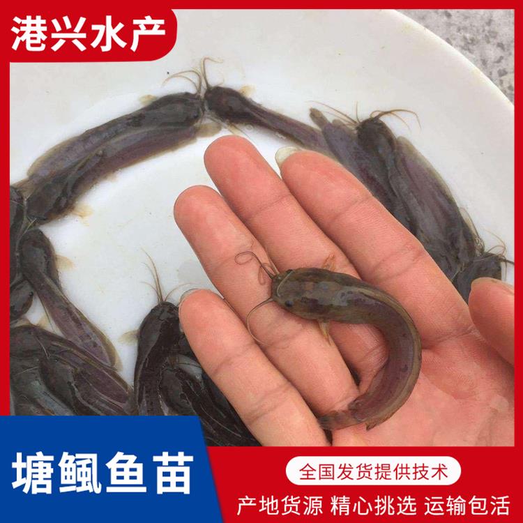 德阳塘鲺鱼苗价格