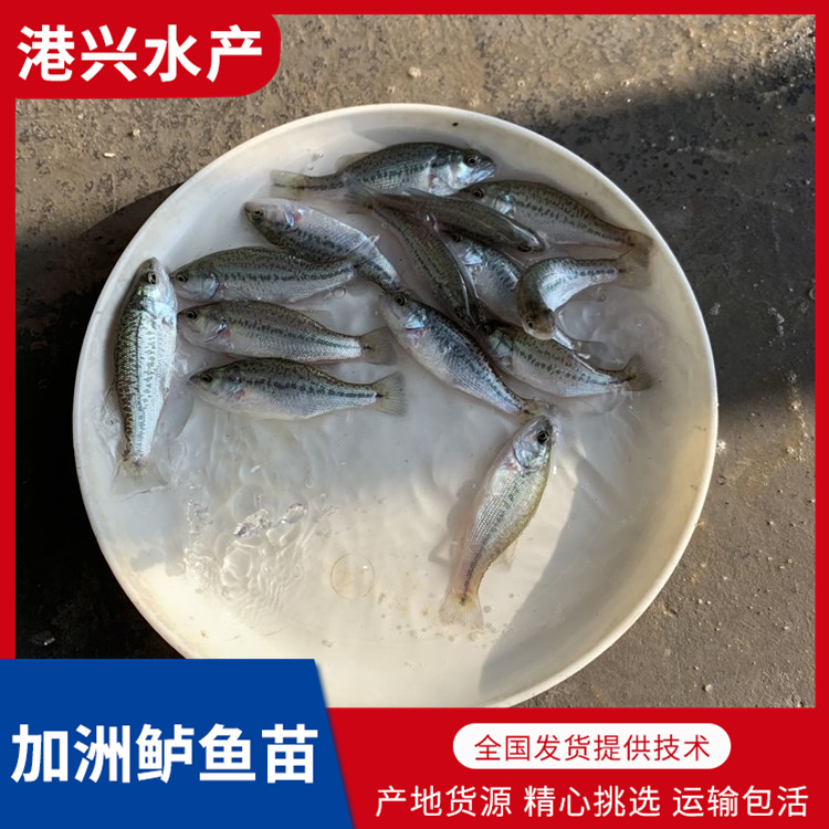 淡水养殖鲈鱼苗