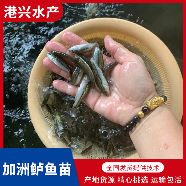 加洲鲈鱼苗价格