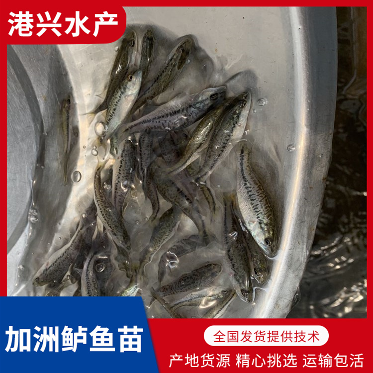 加洲鲈鱼苗供应商