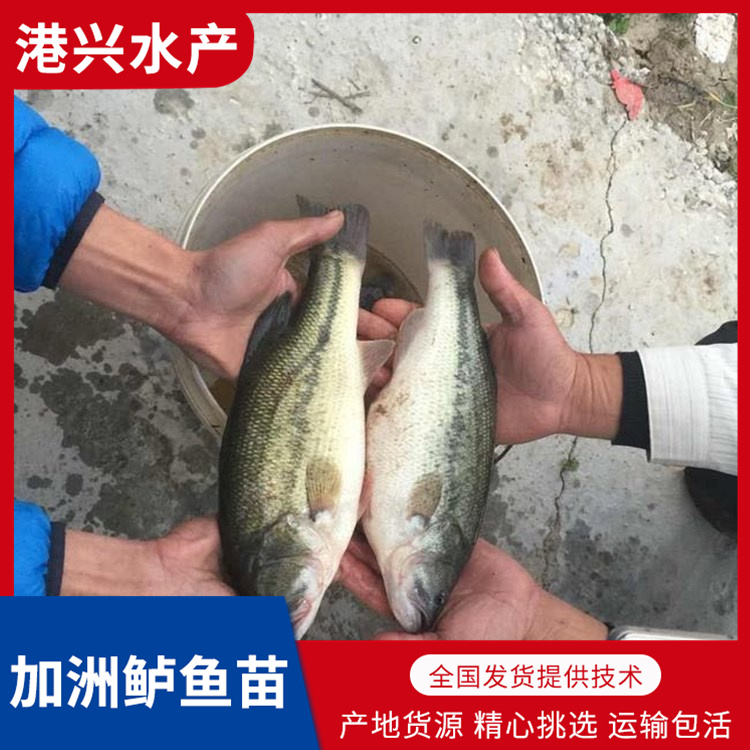 淡水养殖鲈鱼苗