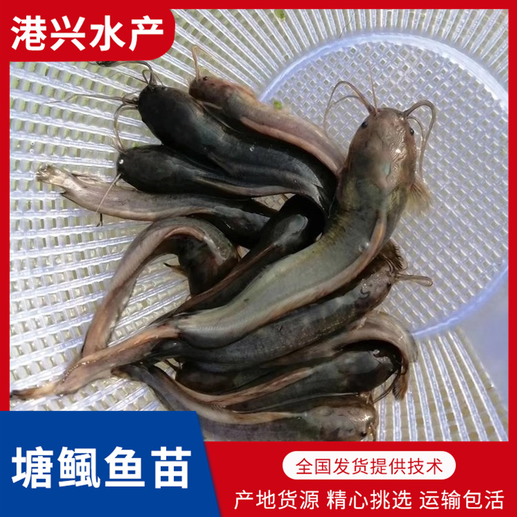 德阳塘鲺鱼苗供应商