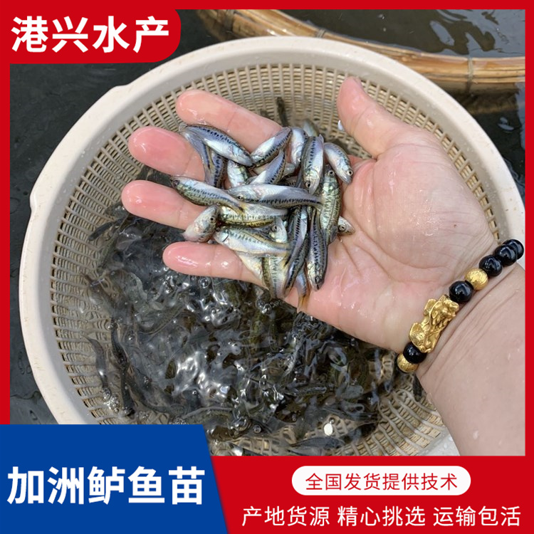 淡水养殖鲈鱼苗