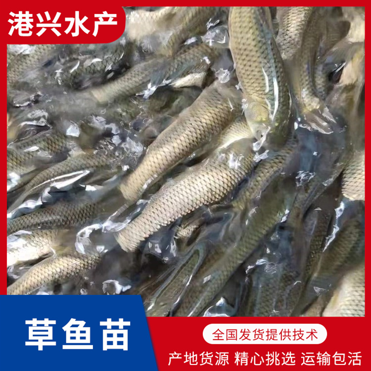 攀枝花草魚苗出售_多品種魚苗供應-量大從優