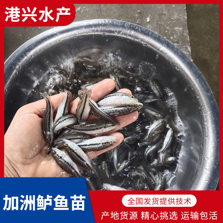 广州加洲鲈鱼苗批发