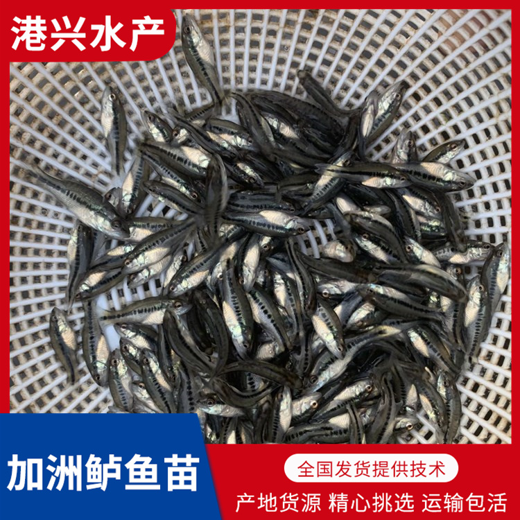 茂名加洲鱸魚苗批發_多品種魚苗供應-量大從優