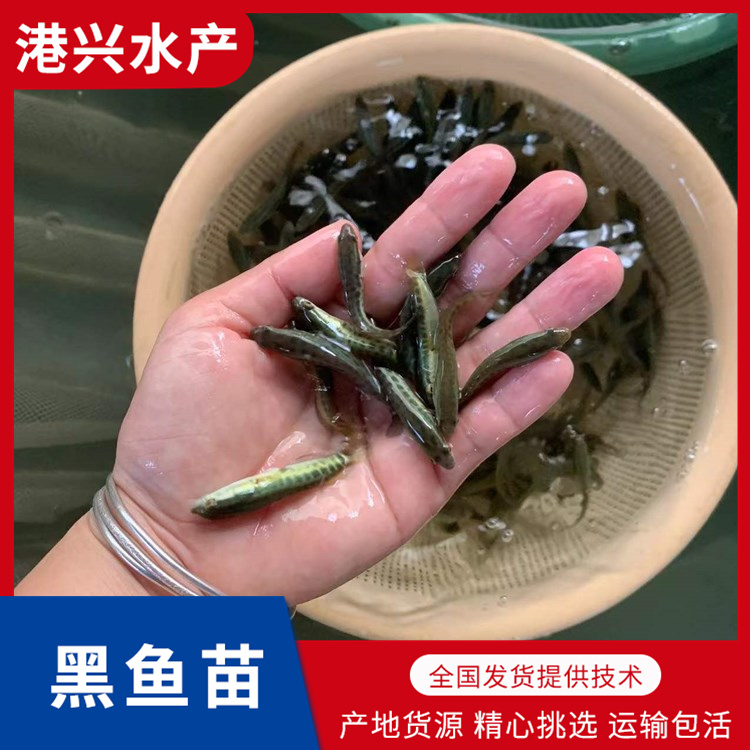 黑鱼水花苗批发