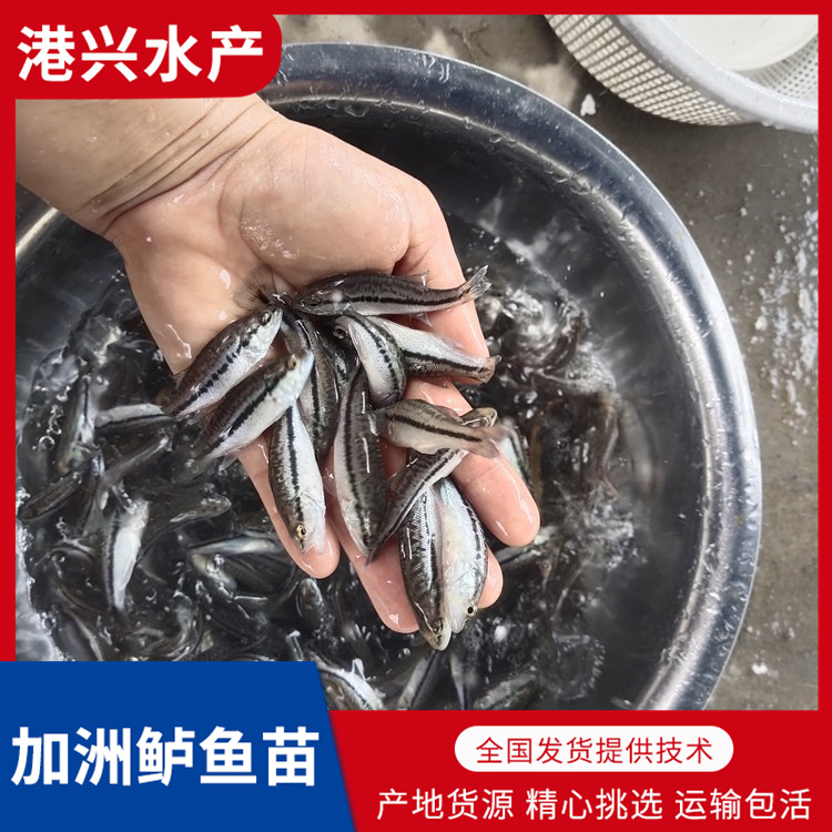 广州加洲鲈鱼苗批发