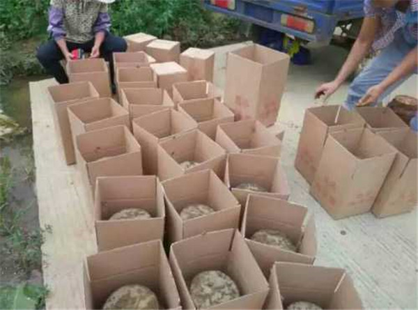 翁城地窖酒怎么樣「在線咨詢」