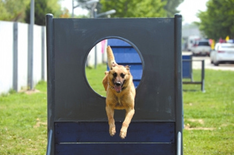 警犬训练设施