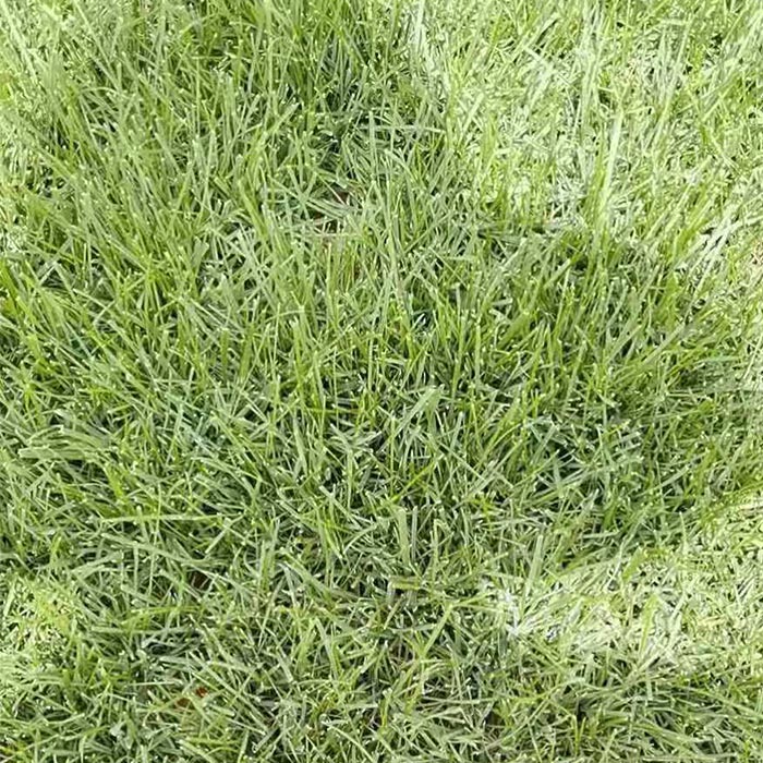 混播黑麥草草坪-昆明建勇混播草坪批發
