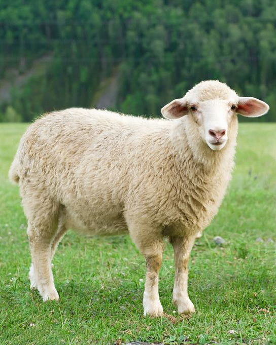 梧州水牛動物親緣關系鑒定