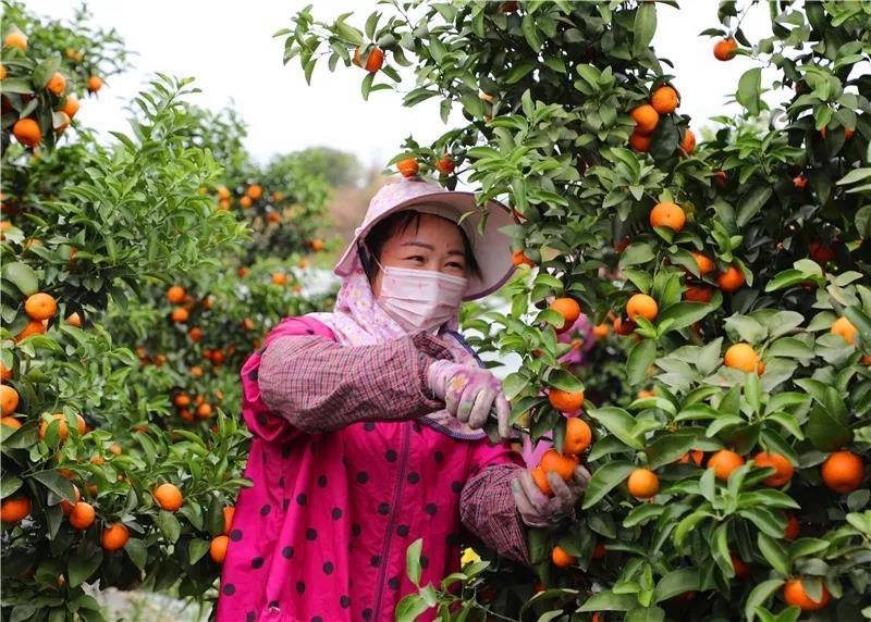 果树柑橘保花保果提高座果率，砂糖橘保花保果提高座果率