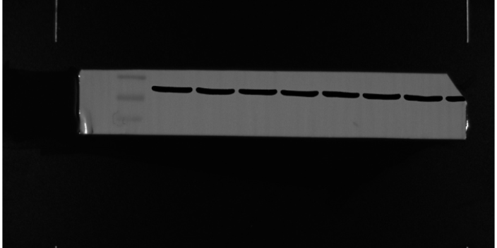 自贡qPCR技术第三方检测方法 成都瑞普信生物供应