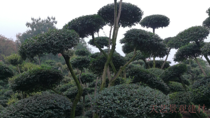 駐馬店供應造型樹 河南天藝景觀建材供應