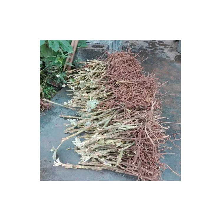 通草的價錢 大通塔 遂寧藥材種苗基地通草苗