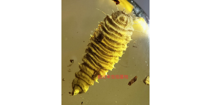 撫順植物琥珀真假 真誠推薦 石光年蟲珀基地琥珀店供應
