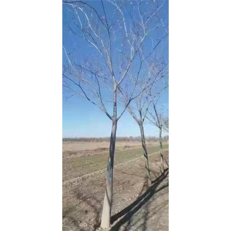 濱州合歡基地 合歡苗木基地