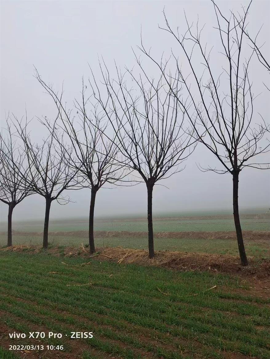 菏泽农村合欢基地