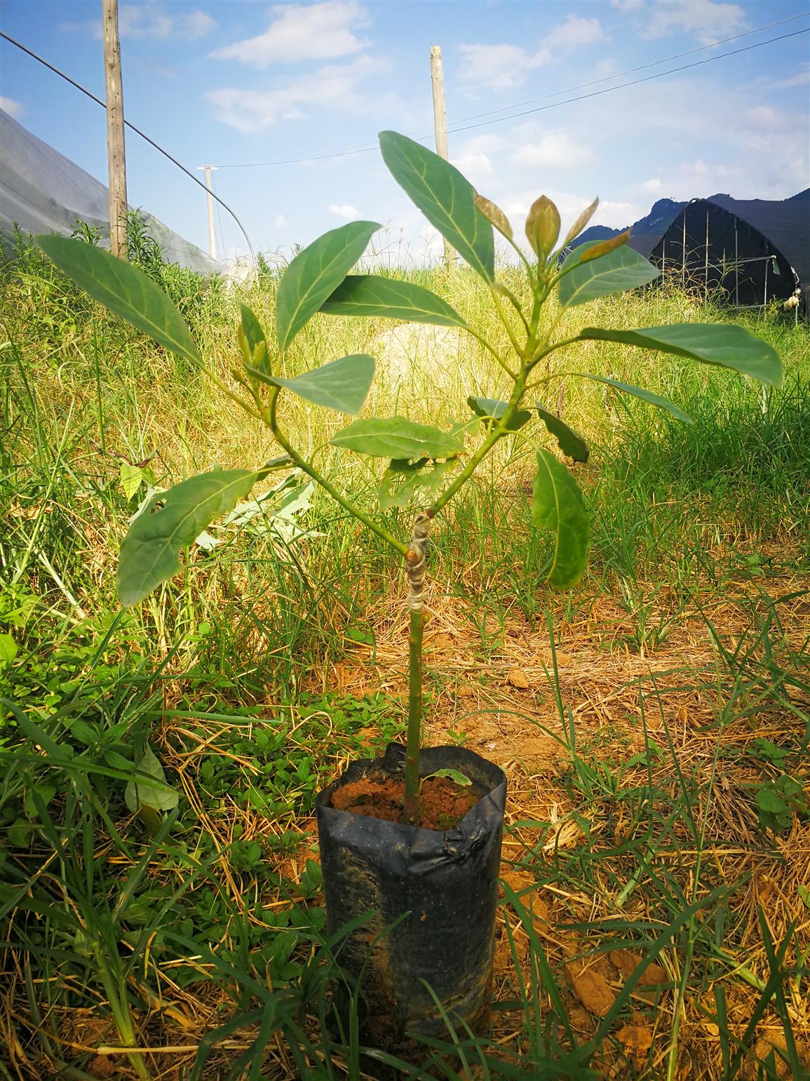 武利桂研10号牛油果产地货源