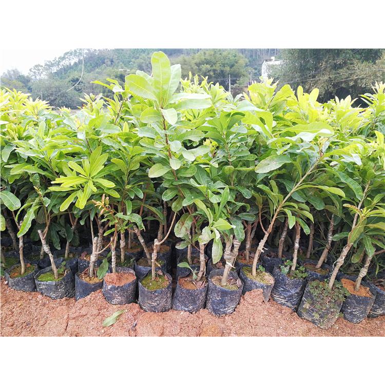 烏魯木齊楊梅苗批發廠家 種植基地