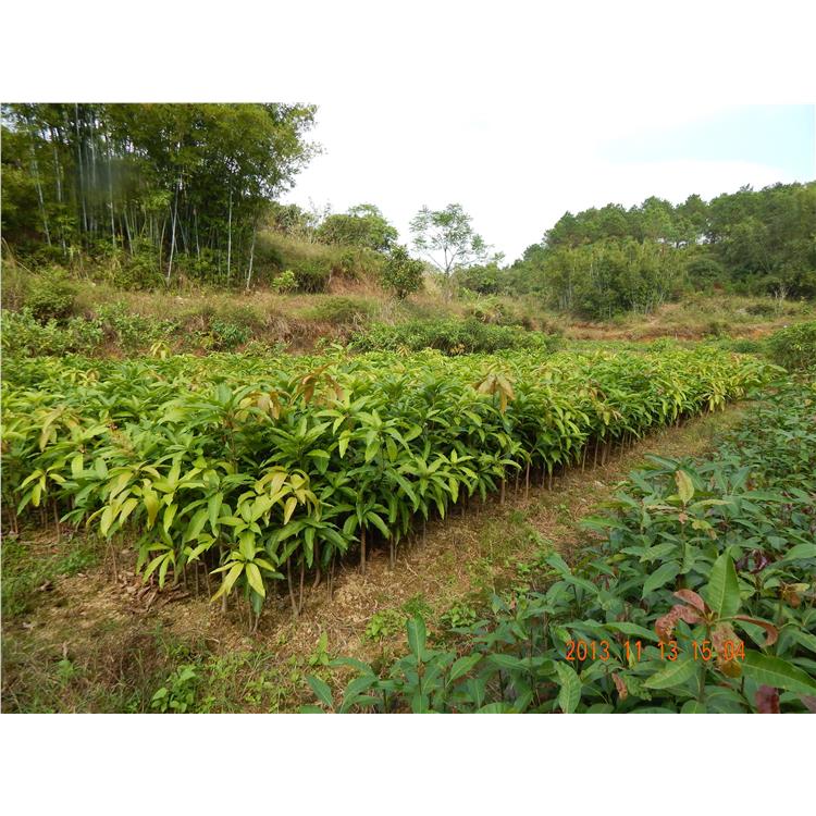 福州桂七芒果苗 廠家直供