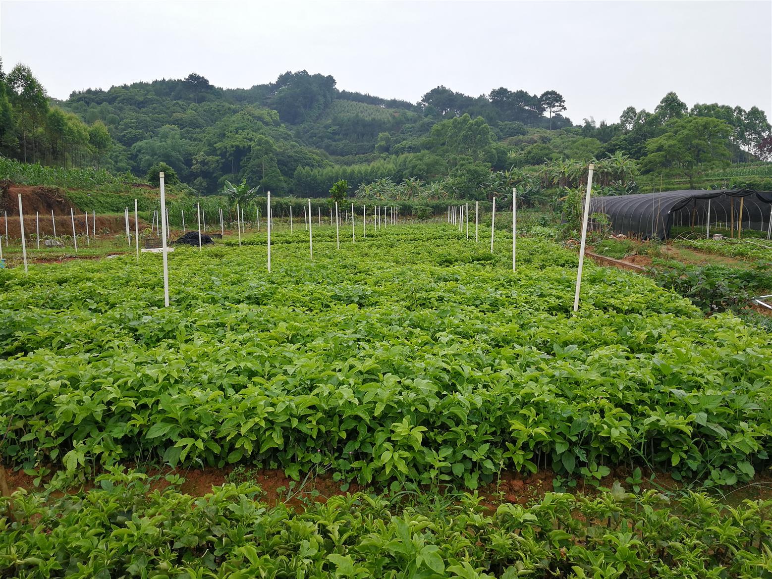 武汉百香果苗生产基地