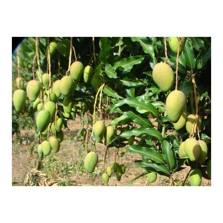 福州芒果苗聯系方式 廠家直供