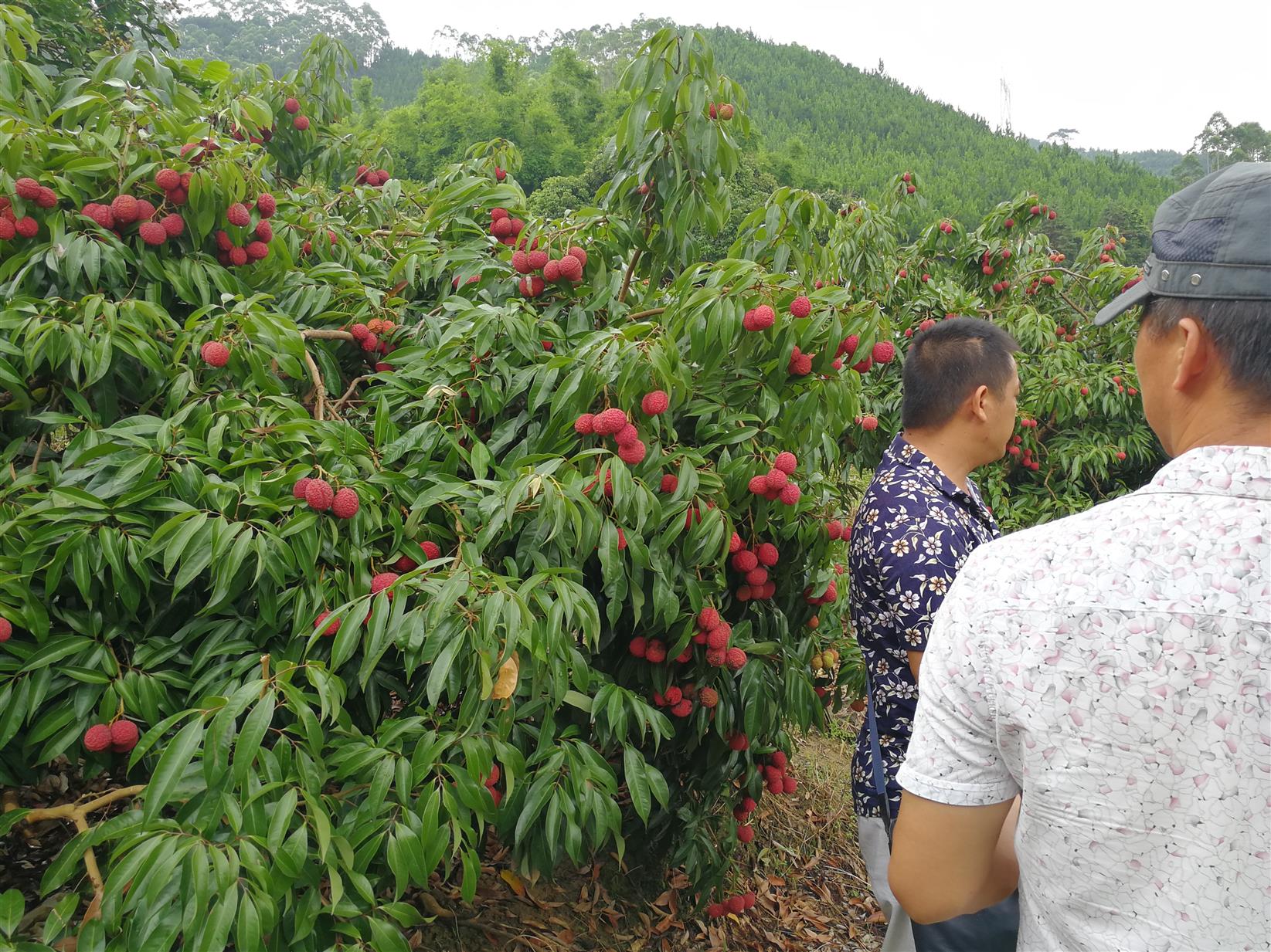 太原糯米荔枝苗电话