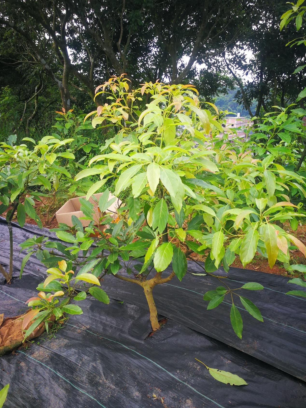 福州哈斯牛油果苗厂家直供