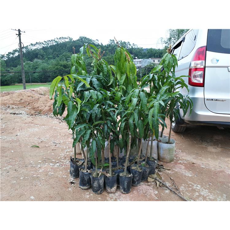 西安金煌芒果苗種植基地