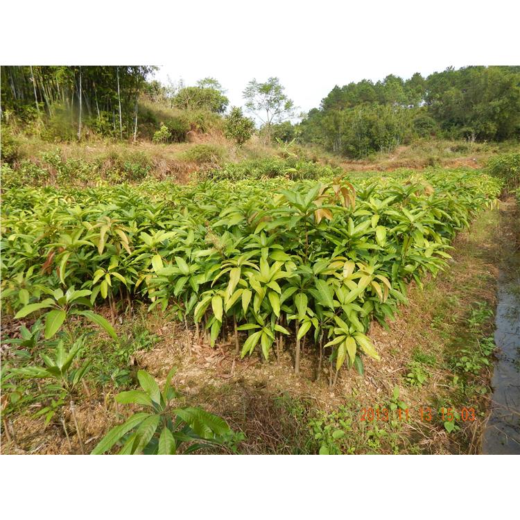 石家庄澳芒果苗生产基地 厂家直供