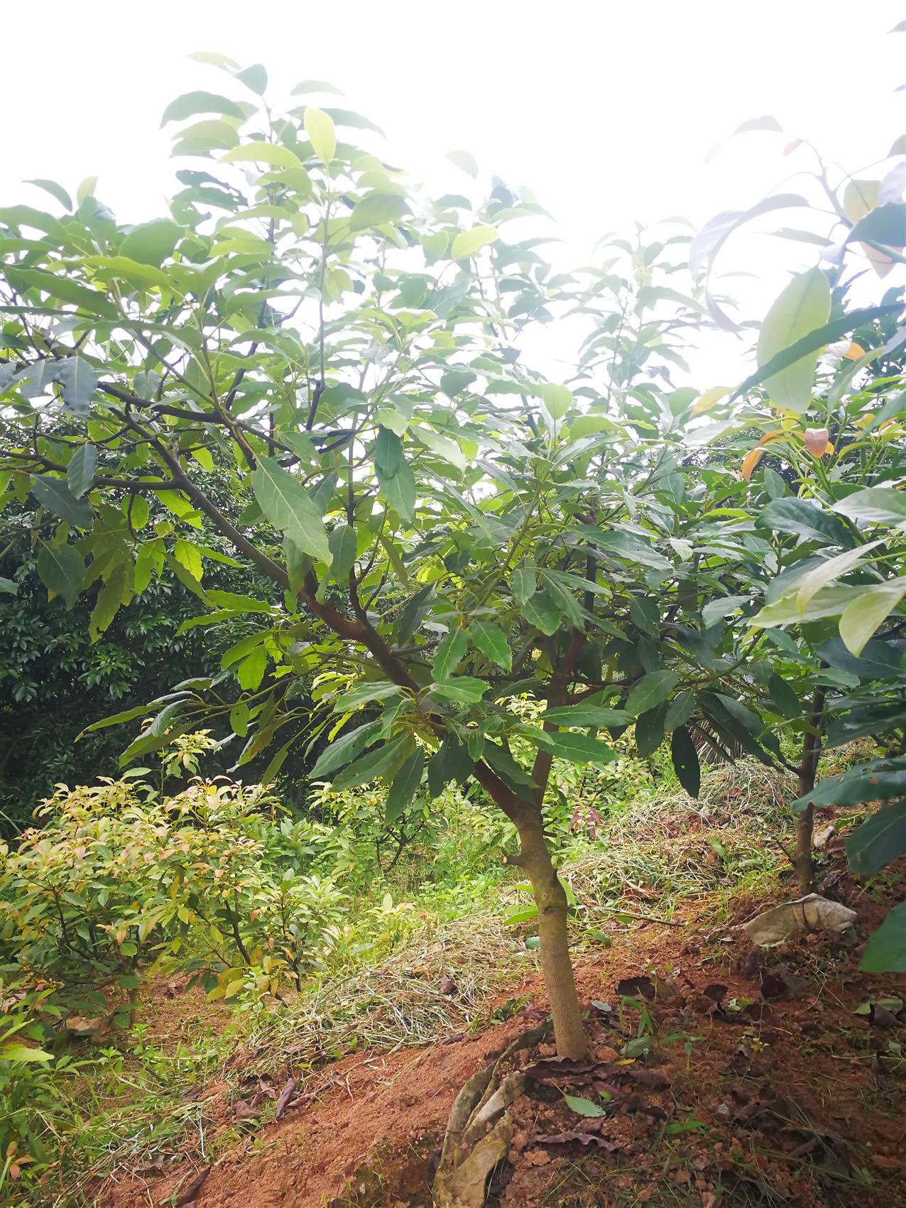 南昌哈斯牛油果苗批发厂家