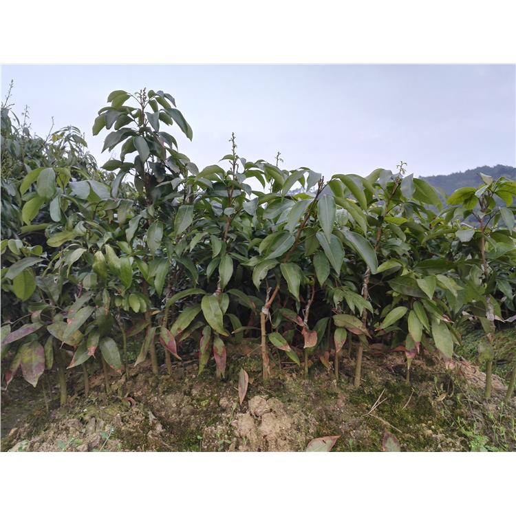 沈陽荔枝苗批發 種植基地