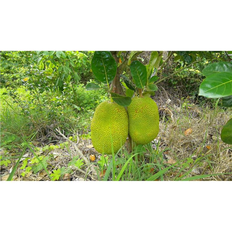 南寧馬來西亞一號菠蘿蜜苗電話 種植基地