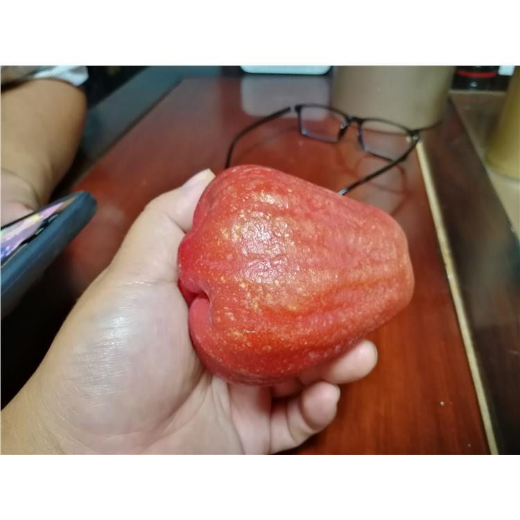 蘭州黑金剛蓮霧苗生產(chǎn)基地 種植基地