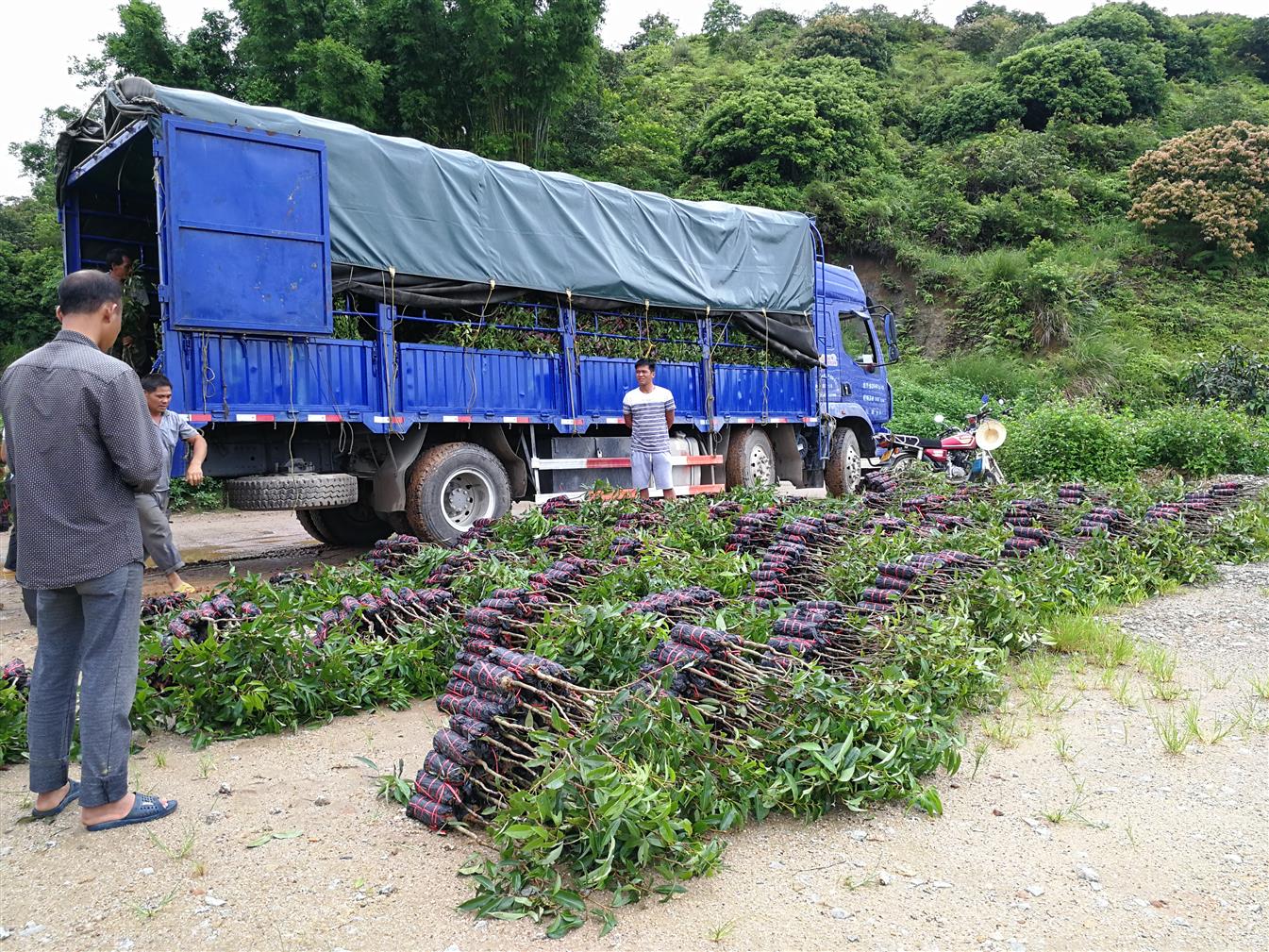 湖北桂味荔枝苗批发