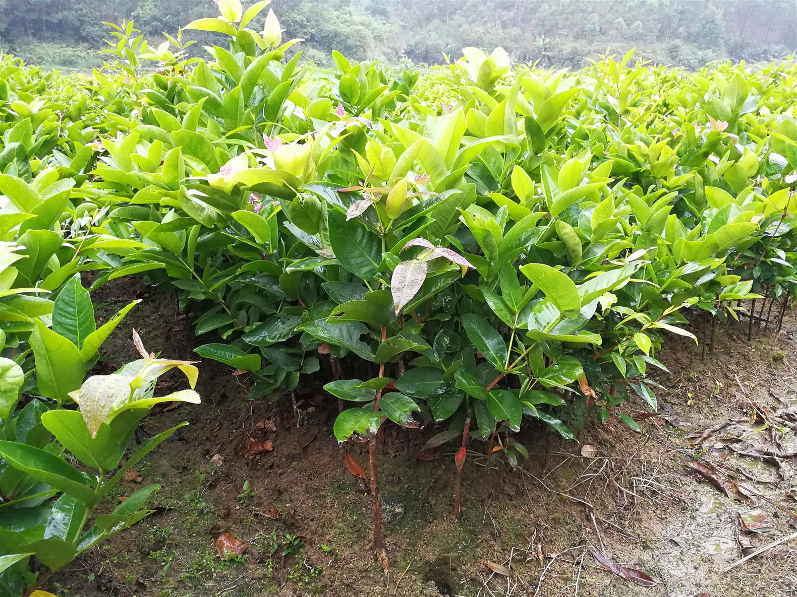 南京黑糖芭比莲雾苗电话