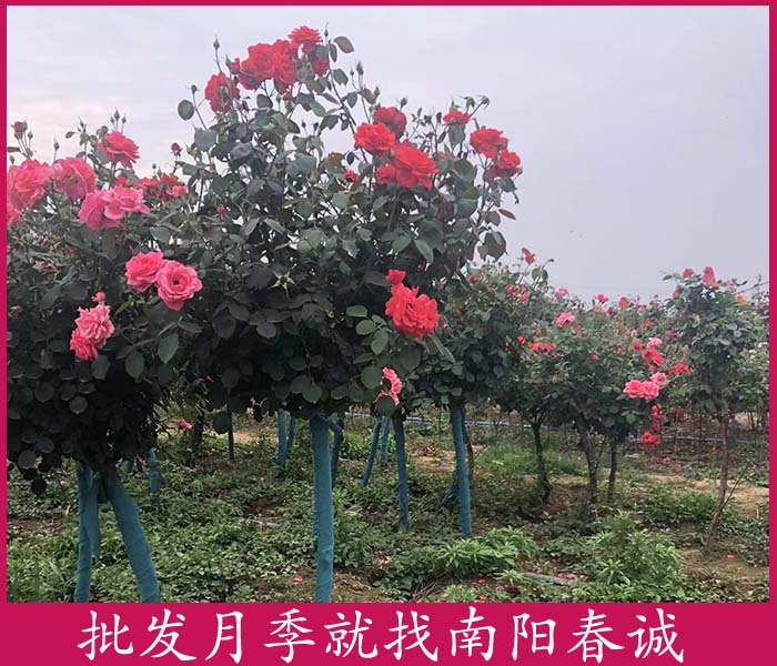 3公分樹狀月季樹-春誠萬畝苗圃直銷-3公分樹狀月季樹種植基地