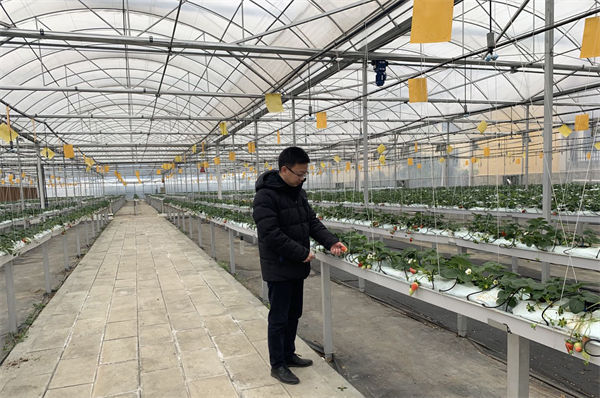 綿陽日光溫室大棚_綿陽日光溫室_綿陽玻璃溫室大棚