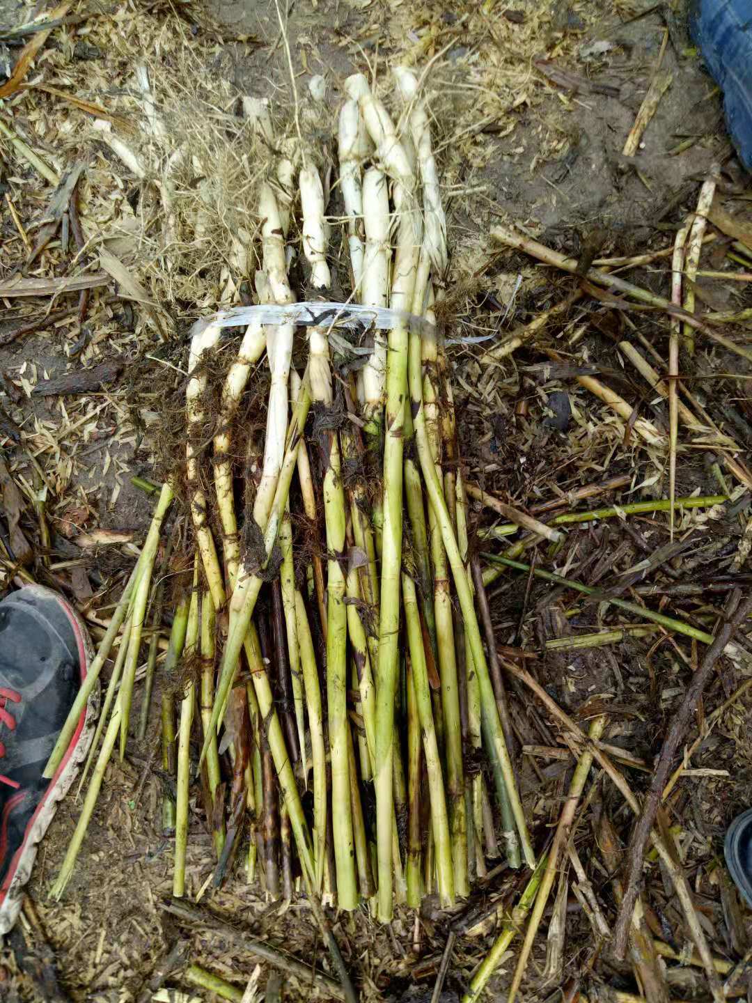 供應種植蘆葦苗種植 盆栽蘆葦種苗銷售