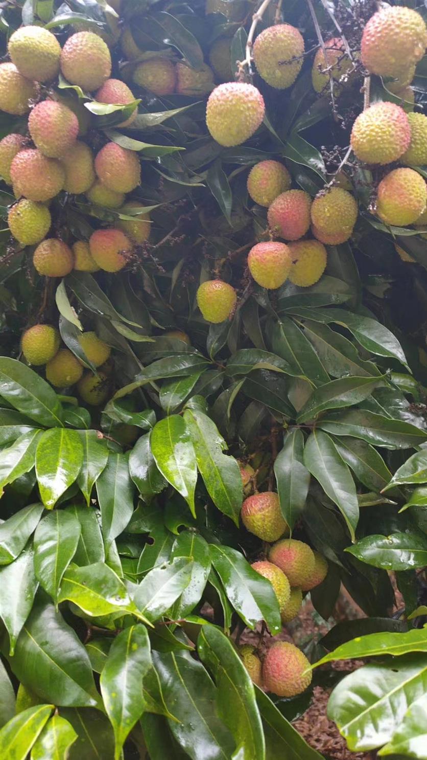 平顶山荔枝申请点