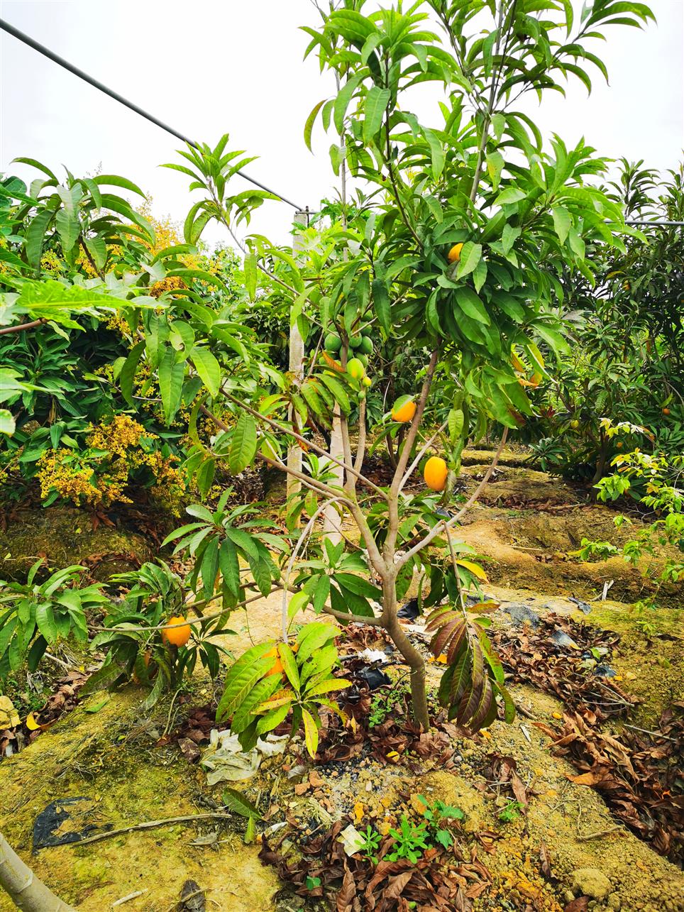 石家庄蛋黄果苗生产基地