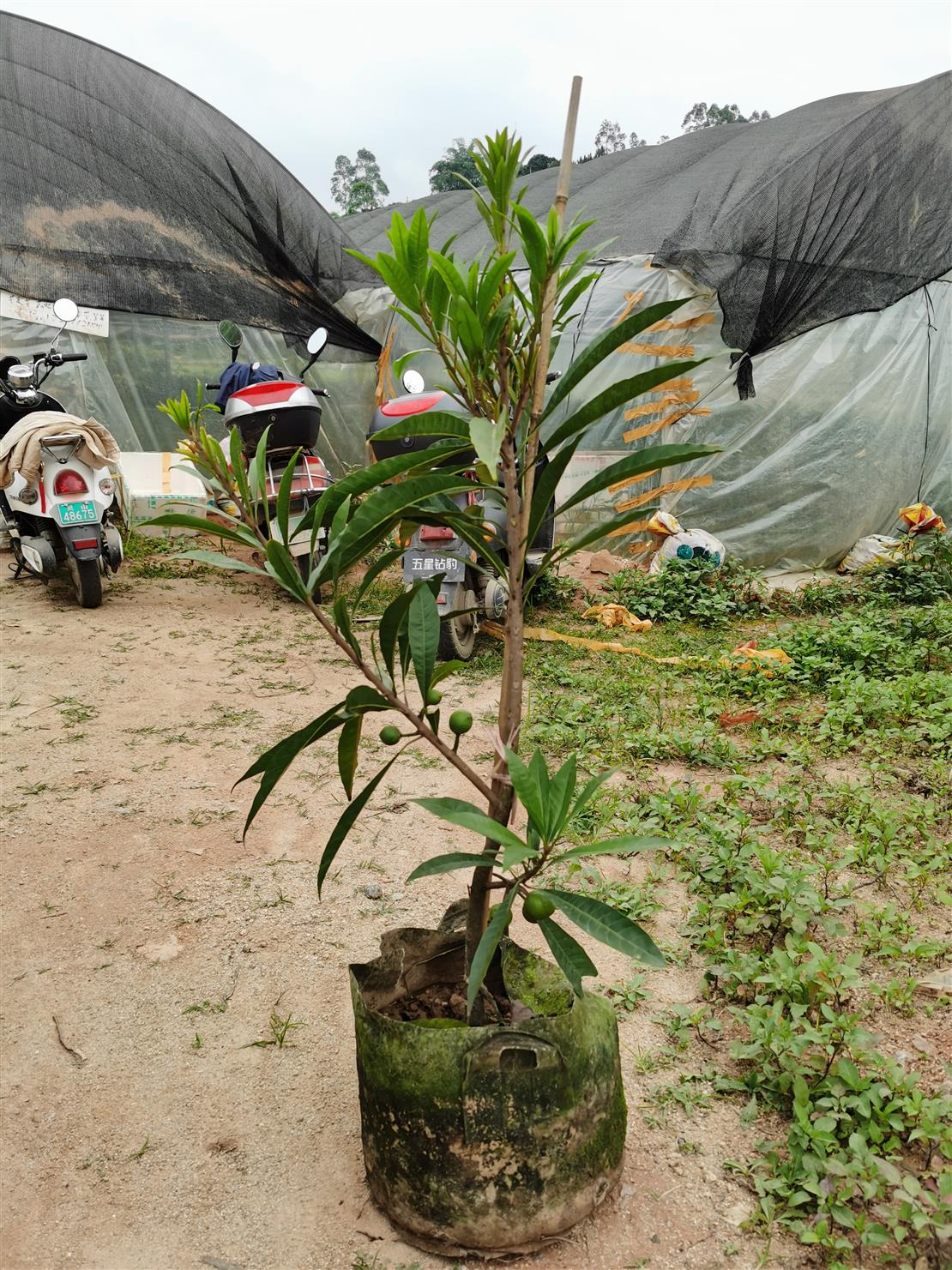 石家庄蛋黄果苗生产基地