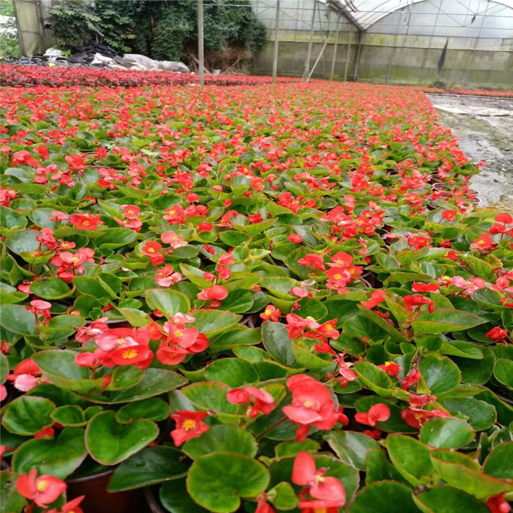 成都海棠花卉厂家 成都金鱼草植物公司 成都天堂鸟花卉量大从优